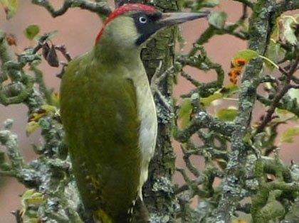 Picus viridis